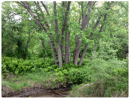silver maple ostrich fern floodplain forest