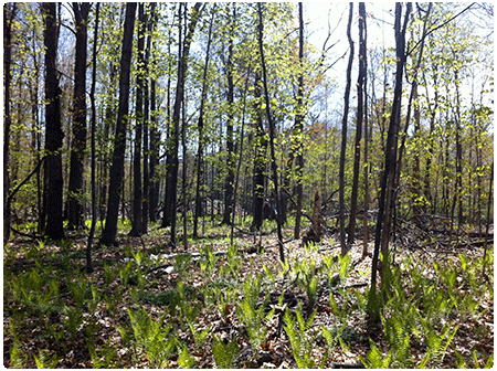 sugar maple floodplain forest