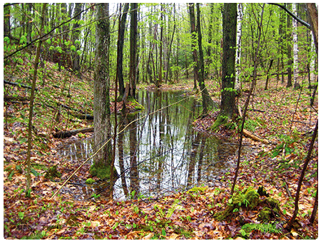 vernal pool