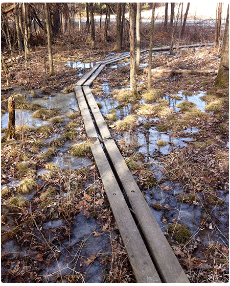 boardwalk going through a wet clayplain forest