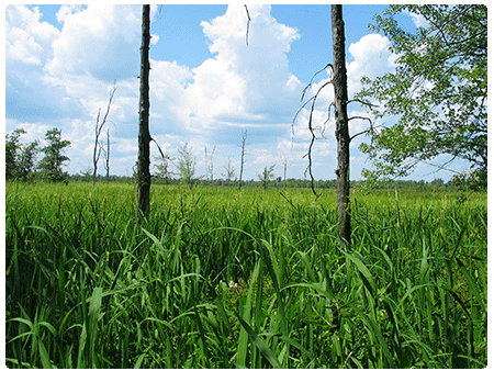 wild rice marsh