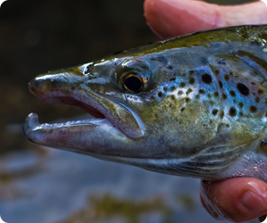 Close-up of Atlantic salmon head