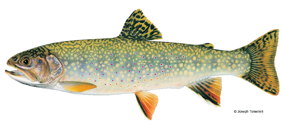 Brook Trout  Vermont Fish & Wildlife Department