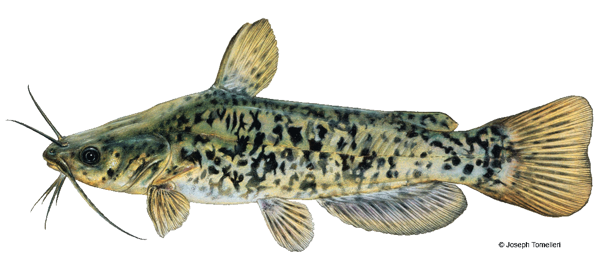 Brown Bullhead  Vermont Fish & Wildlife Department