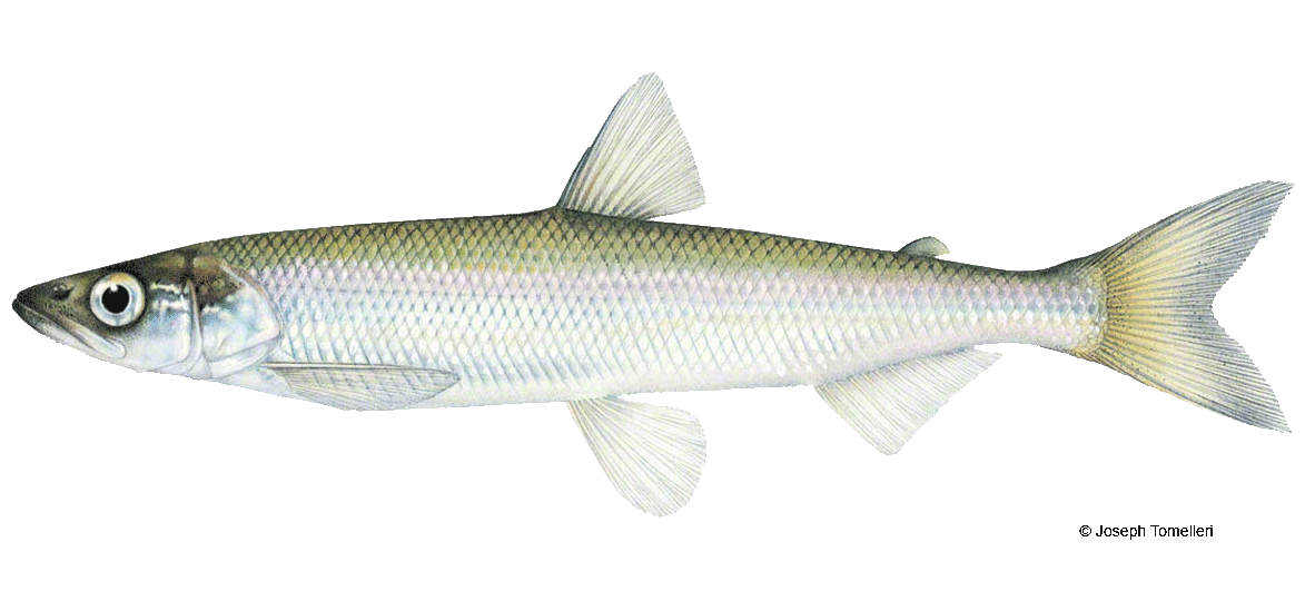 Rainbow Smelt  Vermont Fish & Wildlife Department
