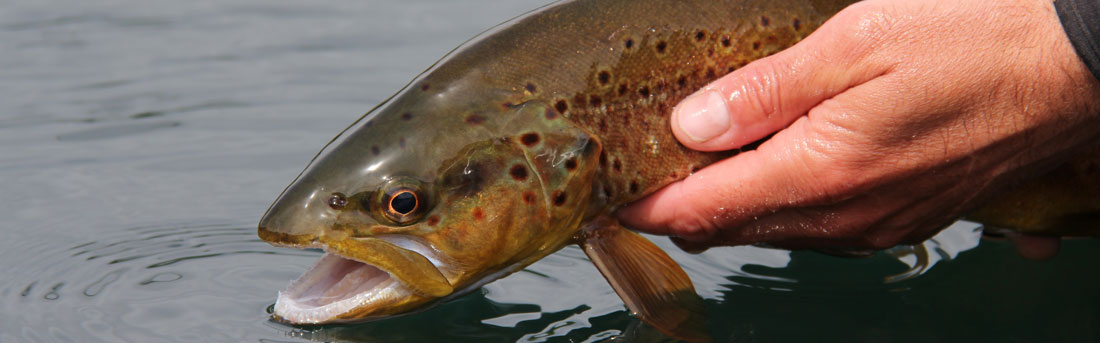 Releasing Your Catch  Vermont Fish & Wildlife Department