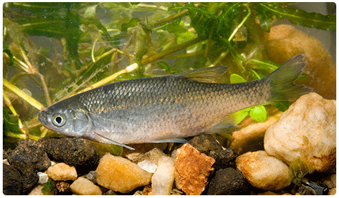 Approved Fish Species For Bait  Vermont Fish & Wildlife Department