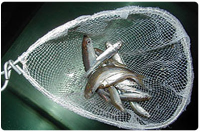 baitfish in a net