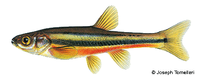 Using Baitfish FAQs  Vermont Fish & Wildlife Department