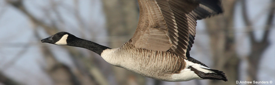 Snow Geese  U.S. Fish & Wildlife Service