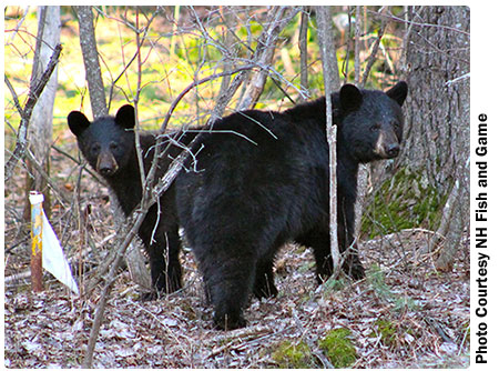 female black bear with yearling cub