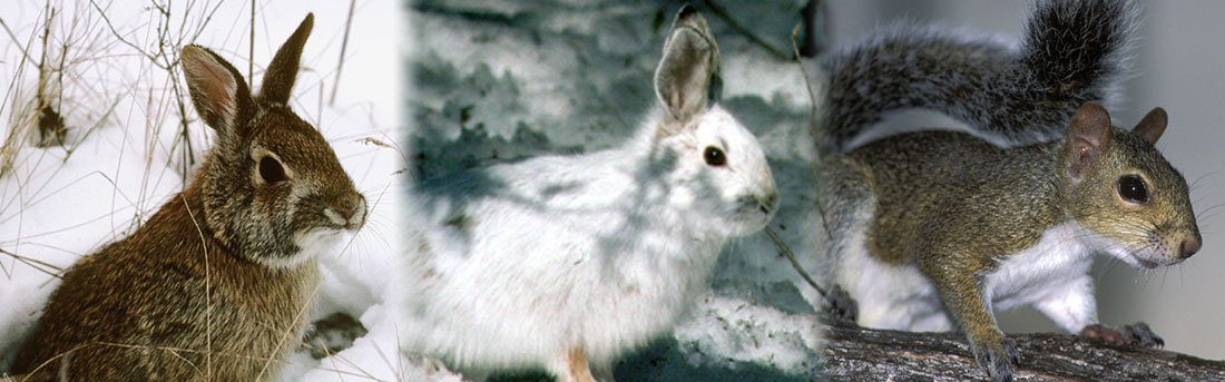 cottontail rabbit, snowshoe hare and gray squirrel