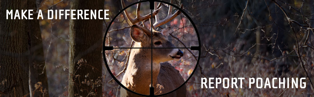 deer buck in crosshairs