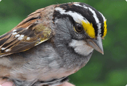close up of warbler