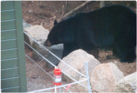 bear approaching electric fence