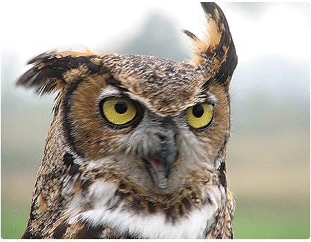 close up of a great horned owl