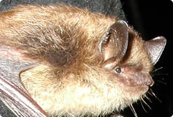 close-up of a bat 