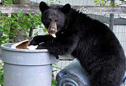 black bear in trash can