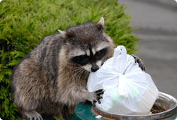 racoon in garbage can