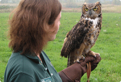 exhibitor with an owl