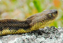 close up rattlesnake