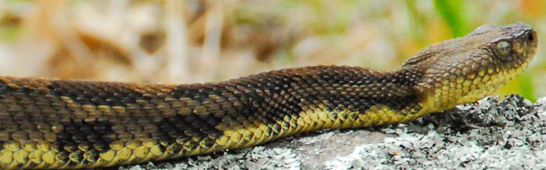 close-up of rattlesnake