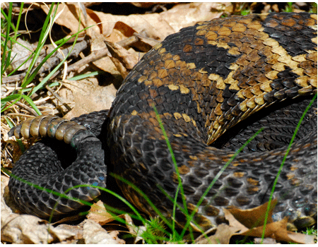 rattle of a rattlesnake