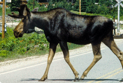 Moose crossing the road