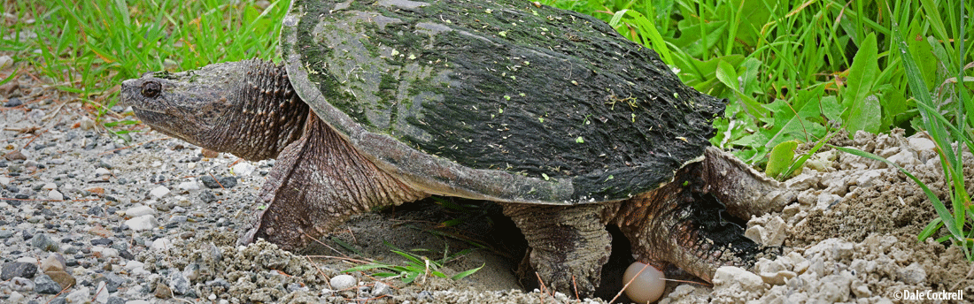 nesting snapping turtle
