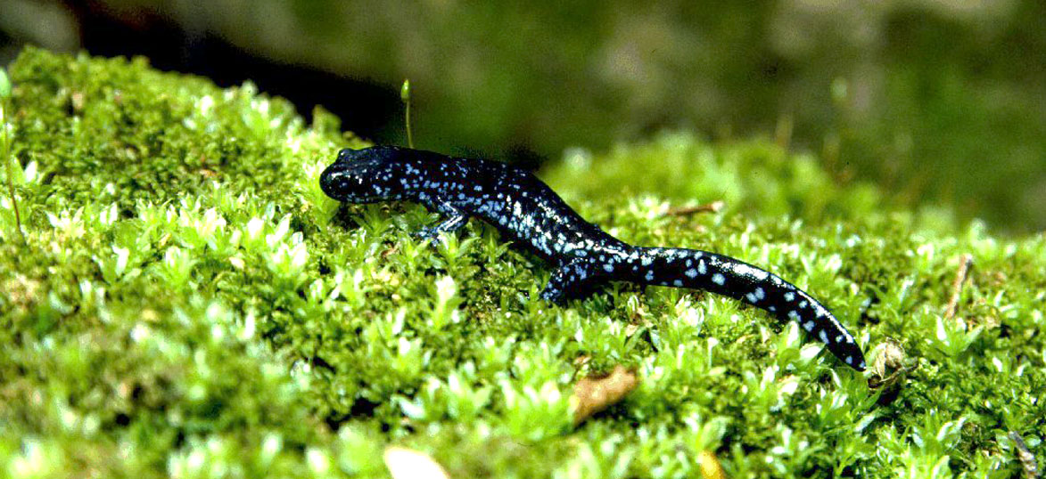 Blue-Spotted Salamander  Vermont Fish & Wildlife Department