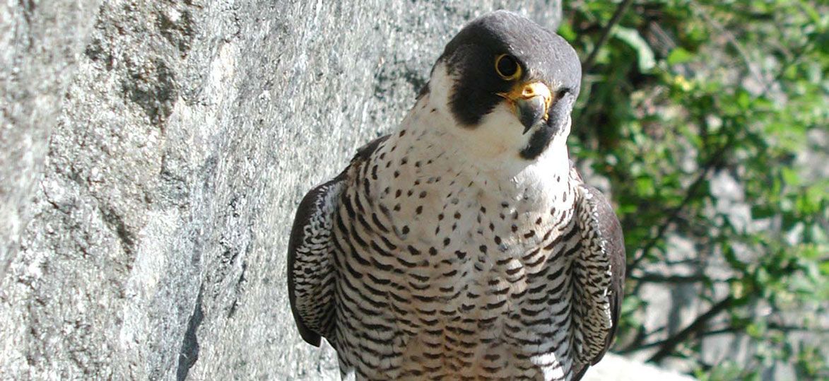 Peregrine Falcon  The Nature Conservancy