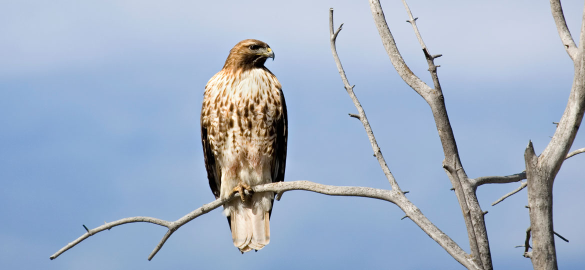 Hawk, Types, Diet, & Facts