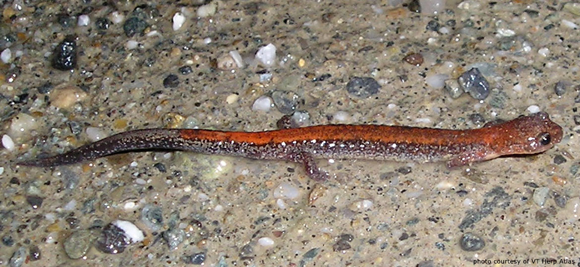 Eastern Red-Backed Salamander  Vermont Fish & Wildlife Department