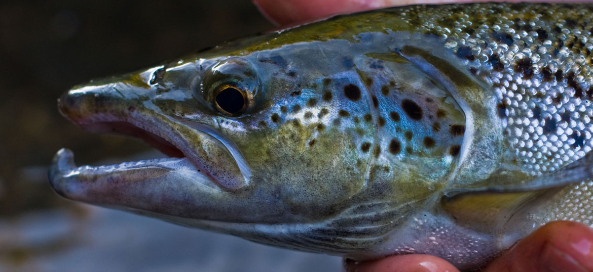 Landlocked Atlantic Salmon  Vermont Fish & Wildlife Department