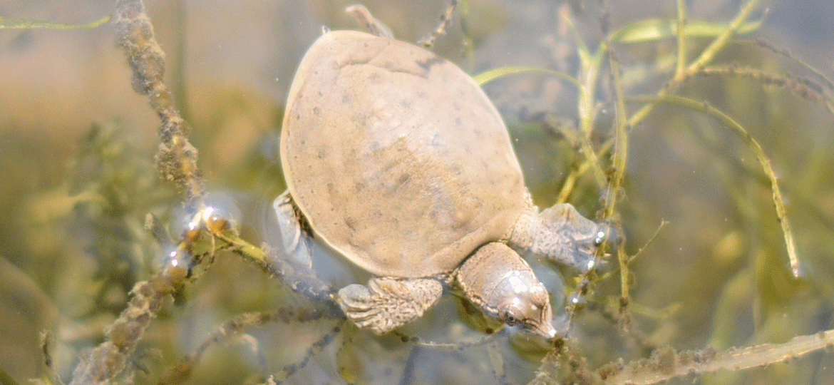 Spiny Softshell Turtle  National Wildlife Federation