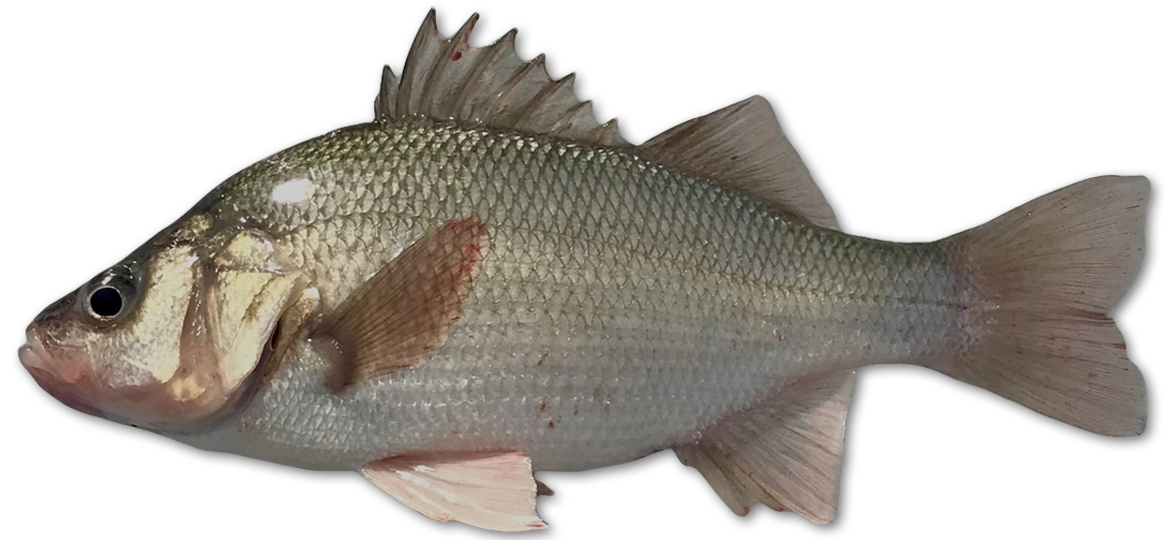 White Perch  Vermont Fish & Wildlife Department