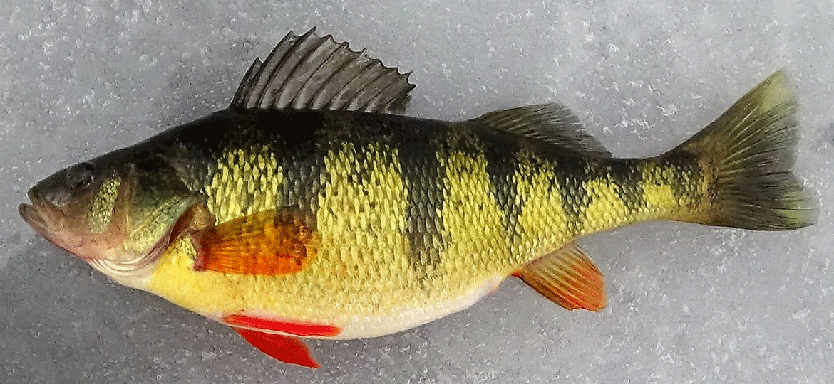 Yellow Perch  Vermont Fish & Wildlife Department