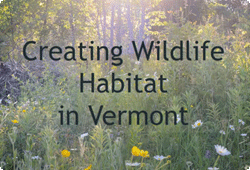 Creating wildlife habitat