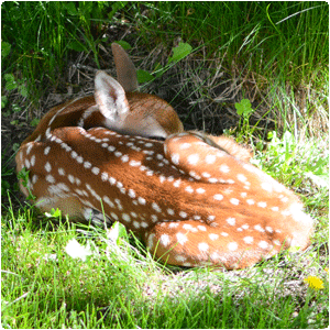 Protecting Birds & Wildlife