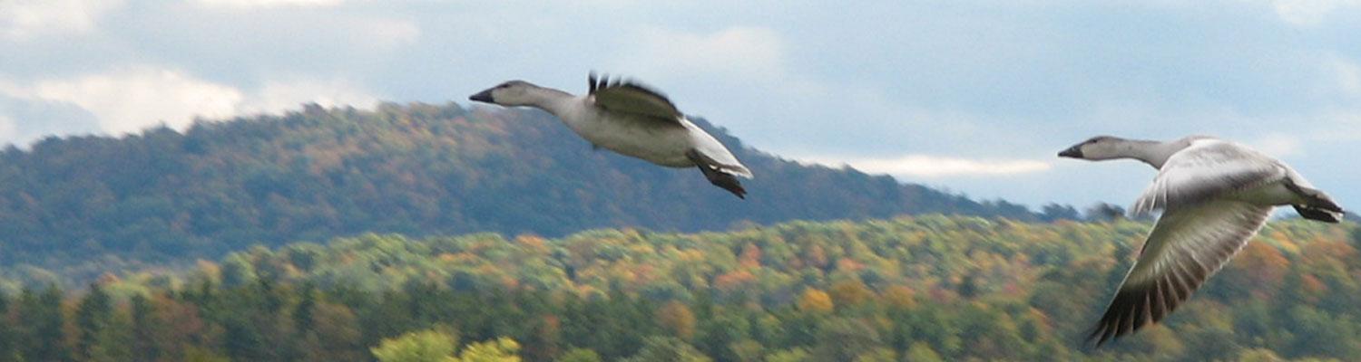 Two snow geese in flight