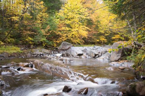 Conserve | Vermont Fish & Wildlife Department