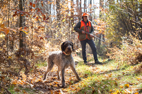 Woman in blaze orange vest with rifle with alert hunting dog on logging trail in sunny fall woods