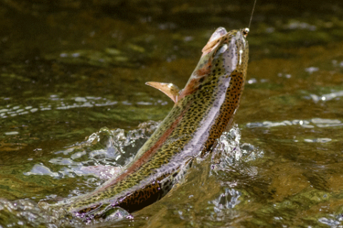 Beginner's Basics Videos  Vermont Fish & Wildlife Department