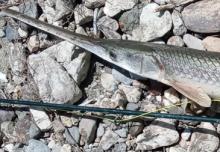 Longnose gar with rock background and fishing rod