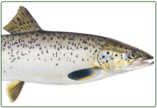 illustration of Atlantic landlocked salmon