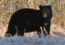 Mammals: Black Bear