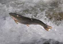 jumping trout