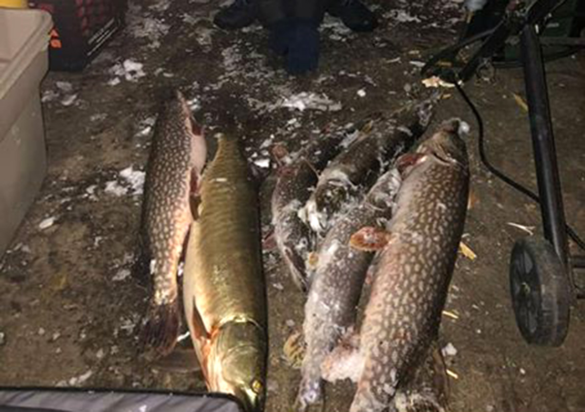 This large muskie with several northern pike should have immediately been released when caught.  