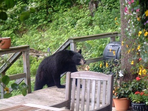 Bear incidents are on the rise in Vermont. What should you do to avoid  them?