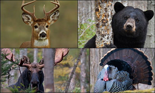 bear, moose, turkey and deer